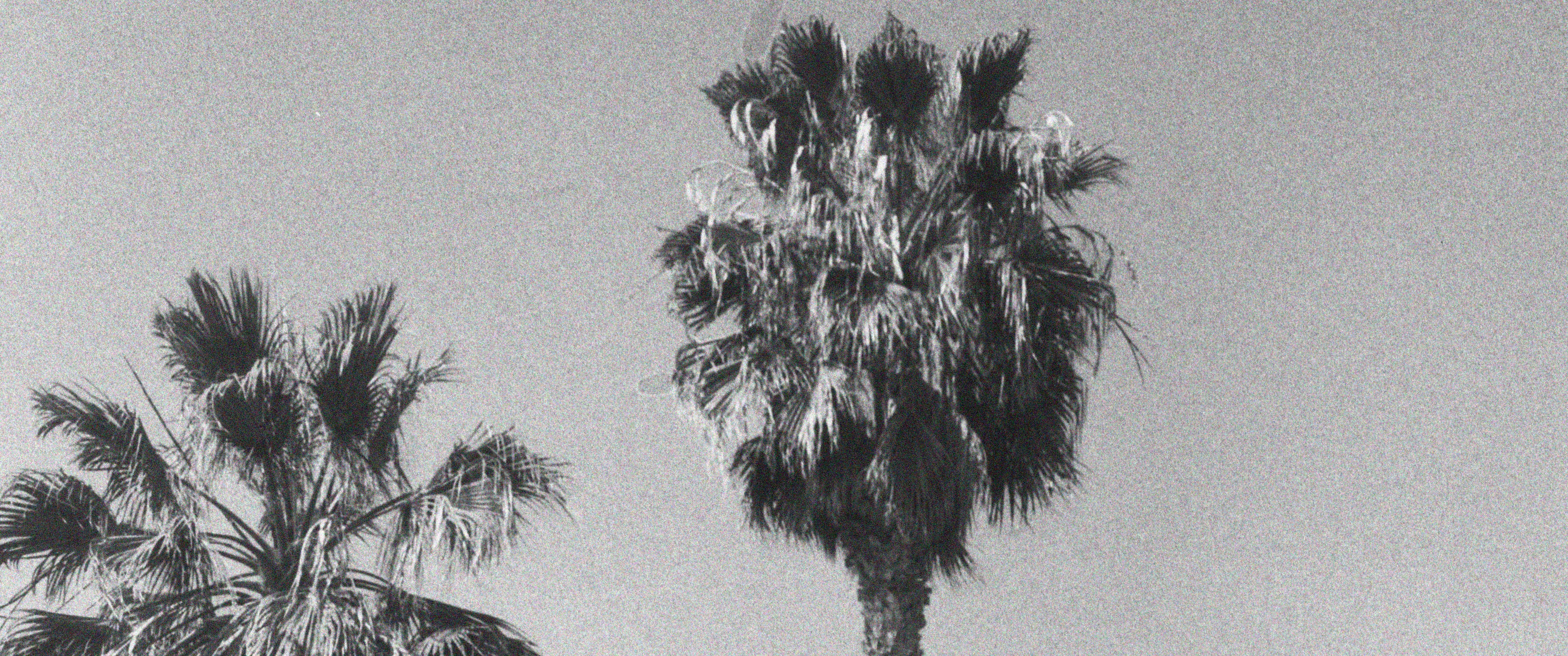 Black and white image of Los Angeles palm trees.